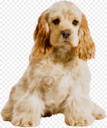 American Cocker Spaniel English Cocker Spaniel Cavalier King Charles Spaniel Field Spaniel -  