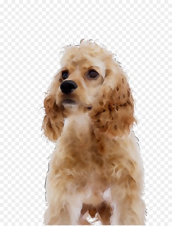 American Cocker Spaniel Puppy Shih Tzu English Cocker Spaniel Cockapoo -  