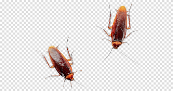 American Cockroach PNG Image