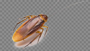 American Cockroach PNG Image Background