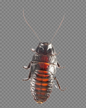 American Cockroach PNG Transparent Image