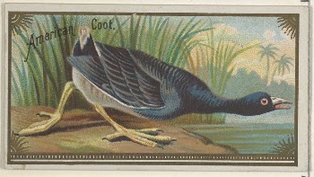 American Coot, from the Game | Free Photo - rawpixel