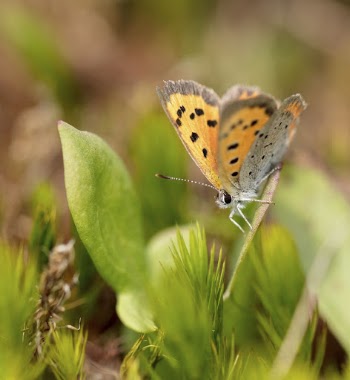 American Copper Butterfly. Free public | Free Photo - rawpixel