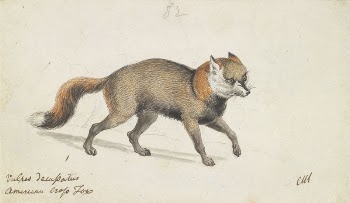American Cross-Fox by Charles Hamilton | Free Photo - rawpixel