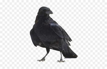 American crow Bird anatomy Raven - raven 
