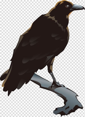 American crow Bird , Crow transparent background PNG clipart