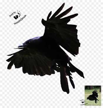 American crow Bird Flight Common raven - Bird 