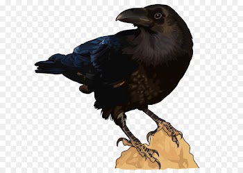 American crow Bird New Caledonian crow Rook Common raven - bird 