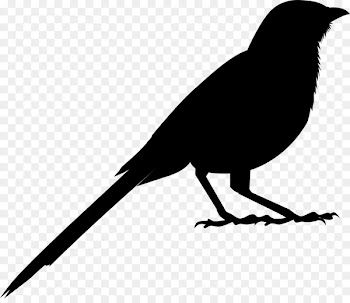American crow Clip art Fauna Silhouette Common raven -  
