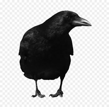 American crow Common raven Bird - Black crow PNG image 