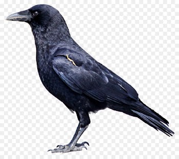 American crow Common raven Cape crow Rook - crow 