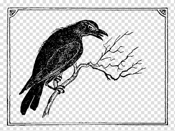 American crow Common raven Drawing Feather Beak, crow print transparent background PNG clipart
