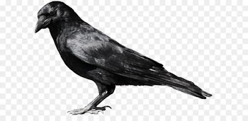 American crow Common raven Fish crow Clip art - Crow PNG image 