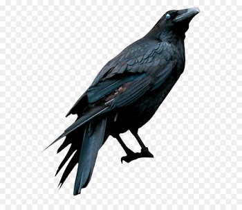 American crow Drawing Eating Crow (feat. Grewsum) - Raven 