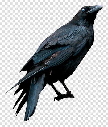 American crow Drawing Eating Crow (feat. Grewsum), Raven transparent background PNG clipart