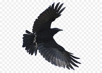 American crow Hooded crow Fish crow Common raven Bird - crow 