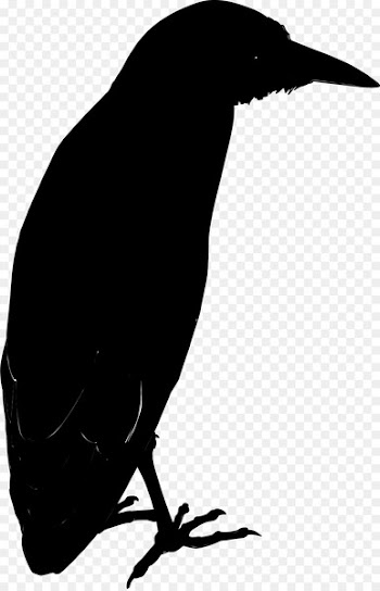 American crow New Caledonian crow Common raven -  