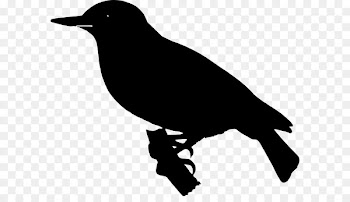 American crow New Caledonian crow Common raven -  