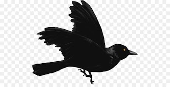 American crow New Caledonian crow Common raven - corbeau streamer 