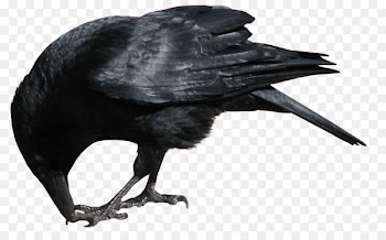 American crow New Caledonian crow Portable Network Graphics Rook - crow 