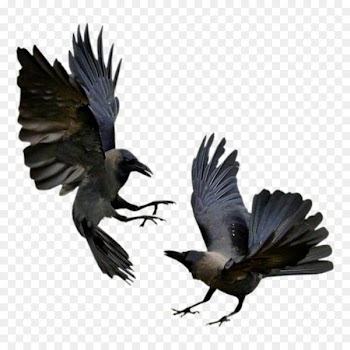 American crow Rook Bird Common raven Flight - bird 