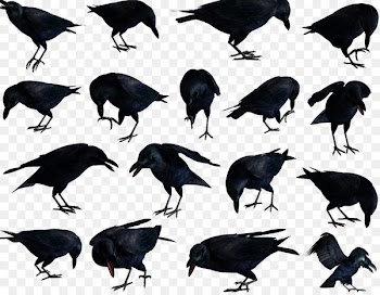 American crow Rook Bird Common raven New Caledonian crow - bird 