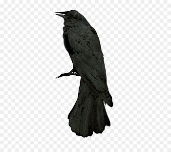 American Crow, Rook, Raven, Bird PNG