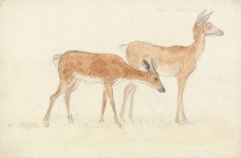 American Deer | Free Photo - rawpixel