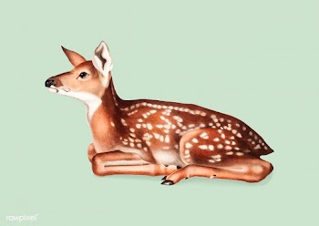 American Deer illustration | Free stock vector - 457937
