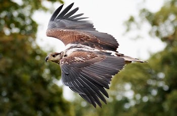 American Eagle