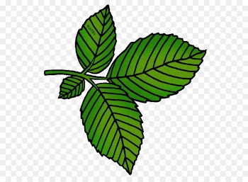 American elm Clip art Openclipart Tree Image - tree 