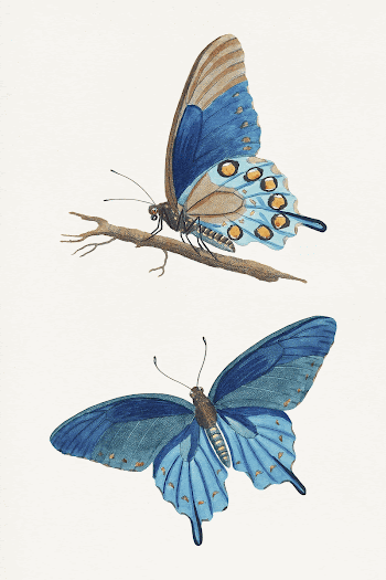 American entomology, or Descriptions of the insects | Free Photo Illustration - rawpixel