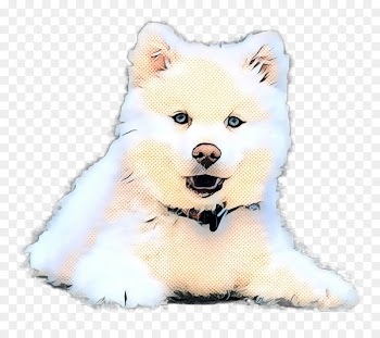 American Eskimo Dog, Dog Breed, Japanese Spitz, Mammal, Vertebrate PNG