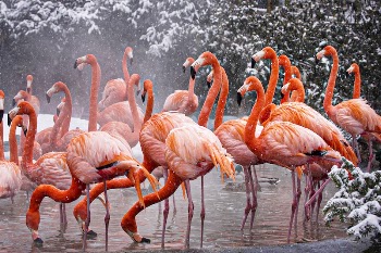 American Flamingo (2009) by Mehgan | Free Photo - rawpixel