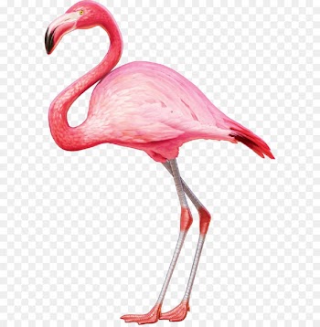American flamingo Greater flamingo T-shirt Bird - Flamingos 