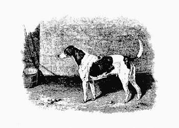 American foxhound vintage drawing | Free stock vector - 572435