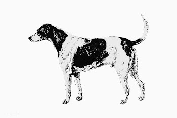 American foxhound vintage drawing | Free stock vector - 573031