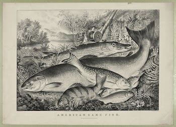 American game fish (1866) by Currier | Free Photo - rawpixel