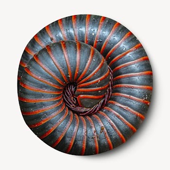 American giant millipede  isolated | Free Photo - rawpixel