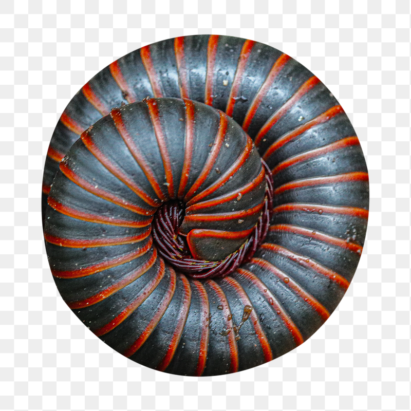 American giant millipede png sticker, | Free PNG - rawpixel