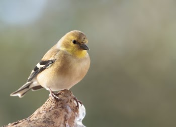 American goldfinch bird. Free public | Free Photo - rawpixel