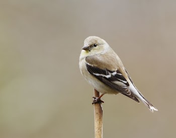American goldfinch bird. Free public | Free Photo - rawpixel
