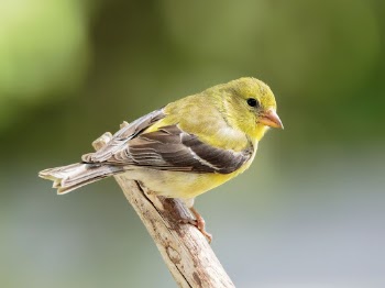 American goldfinch bird. Free public | Free Photo - rawpixel