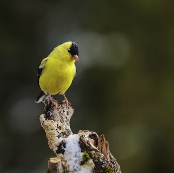 American goldfinch bird. Free public | Free Photo - rawpixel