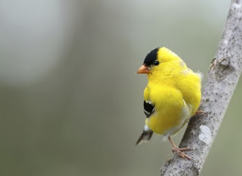 American goldfinch bird. Free public | Free Photo - rawpixel