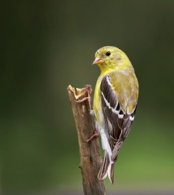 American goldfinch bird. Free public | Free Photo - rawpixel