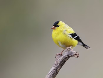 American goldfinch bird. Free public | Free Photo - rawpixel