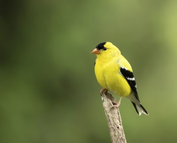 American goldfinch bird. Free public | Free Photo - rawpixel