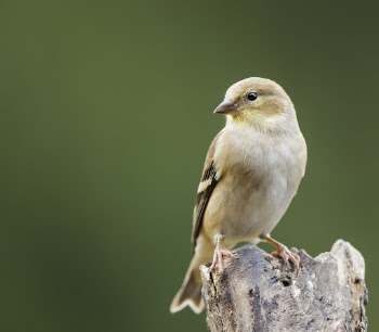 American goldfinch bird. Free public | Free Photo - rawpixel