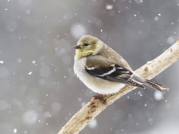 American goldfinch bird in snow. | Free Photo - rawpixel